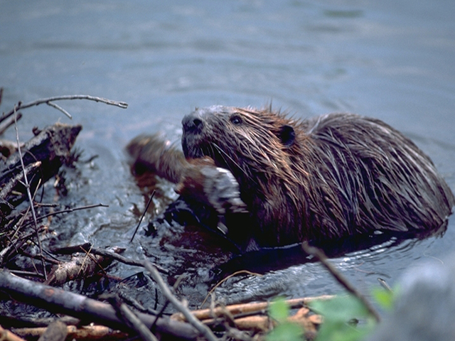 ����������-����� � ������� �� �����