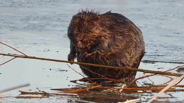 ����������� ���������� � �������� ��-�� ������ �������������� ����� � ������