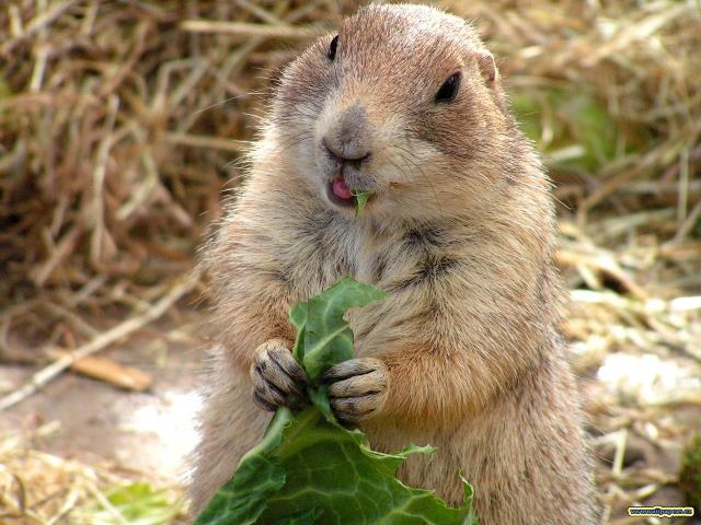 � ���������� ����� ���� ������ ������