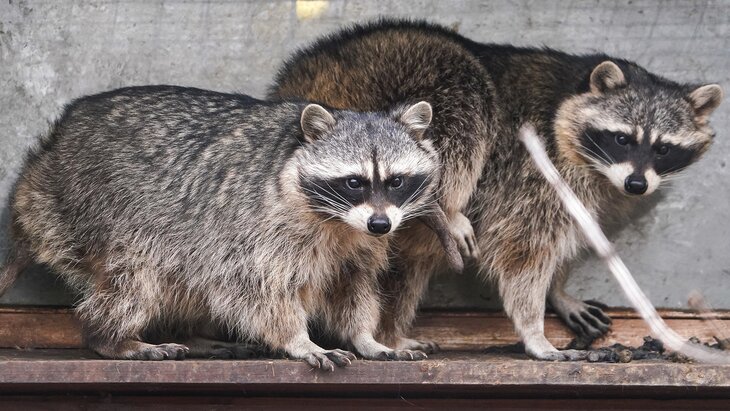 �����-��������� ���������� ����� ������ ������ � ���������� ��������