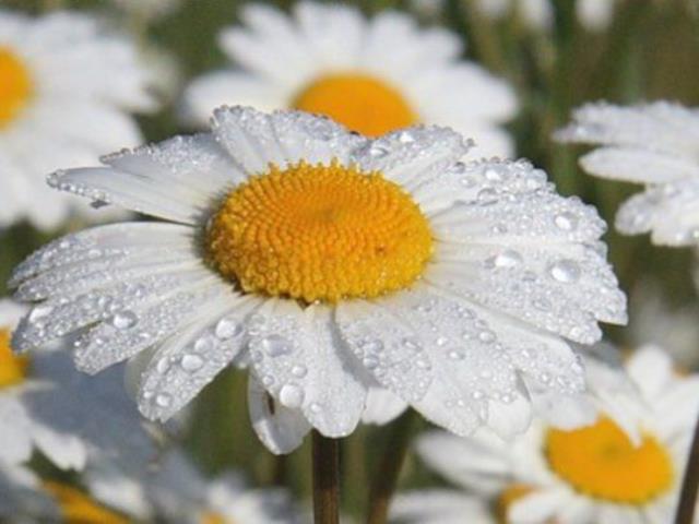 � ��������� ������ ������ �������