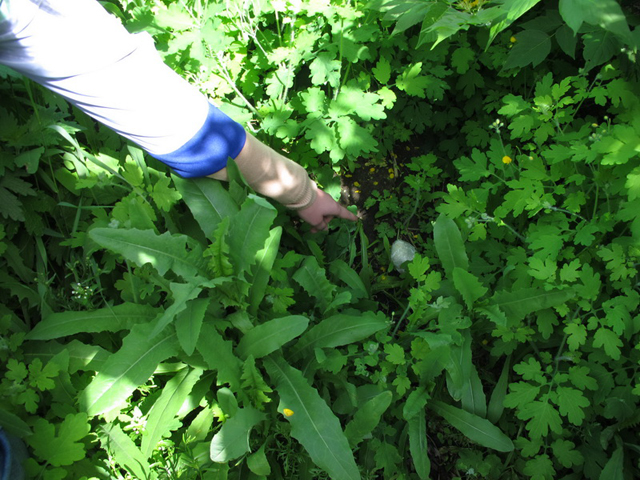 ����������� ������� �������� ����� ���������