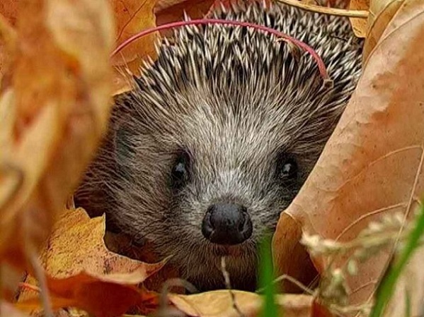 ���� "���������-�������" ���������� ���������� �� ��������, ���������� � ������� ����� ������ � �������������