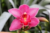 orchid-3(1)