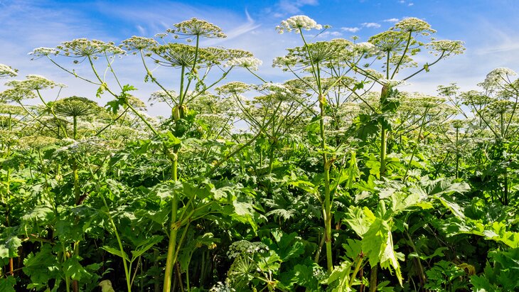 ������� �������� � ������ ������ ������������ �� ������������ ������ ����� �� ���������