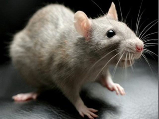 ��������������� ���������� ������������� � ��� ���������, �� ������� ����� ������ �� ��������