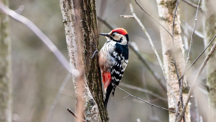 ������ ������ �� ��������� � ��������� ���������� ������ � ������