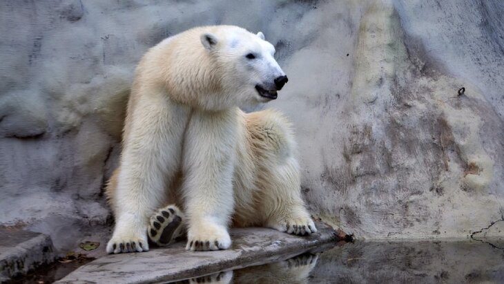 � ���������� �������� �������� �� ����������� ������ �������� ��������