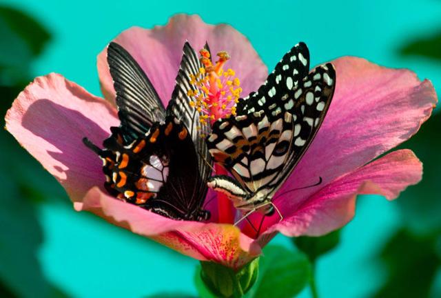 � ��������� �������� �������� ��������� � ������������ ����������� �������