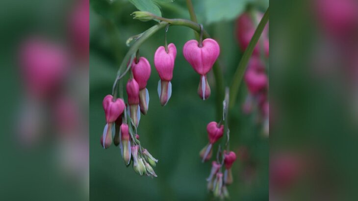 � "����������� �������" �������� �������� ������