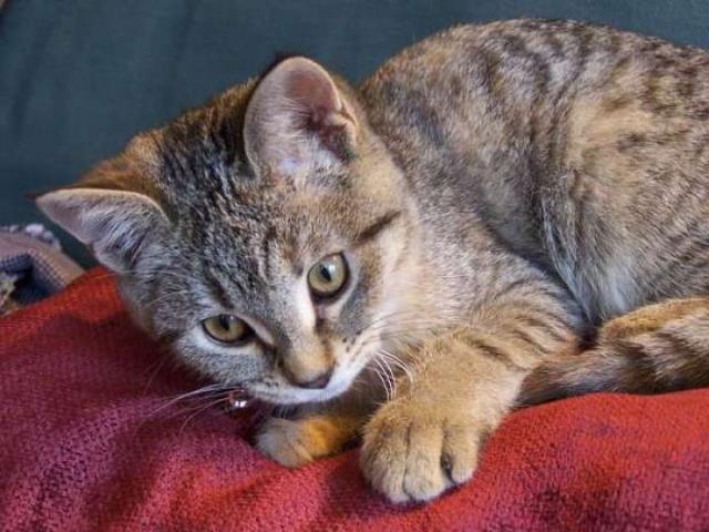 � ���� ������ ��������