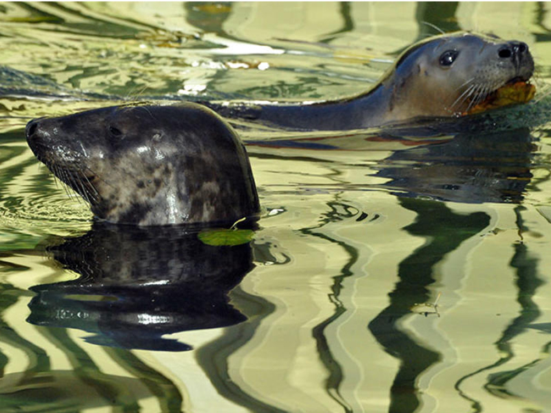 � ���������� �������� ���������� ���� ������ ���������� �������