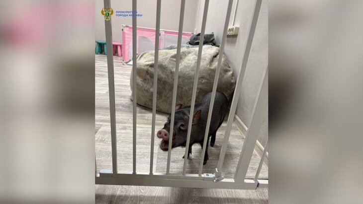 ���������� ����������� ������� ��������� � �������� � ����-������