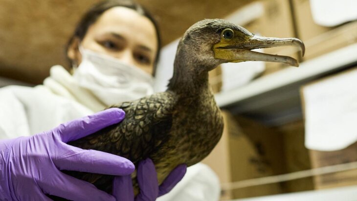 ����������� ����������� �������� �������� ������������ ������������ �� ������ ����