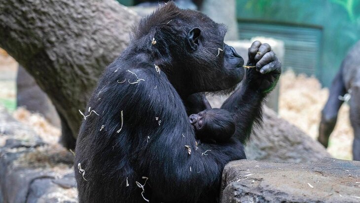 "�������� ��������" ������� ��� ��� �������� �������� ��������� �������