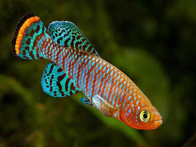 ������ �� ���������� ������������� ������� ��������� �������� ������ ����������� ��� 