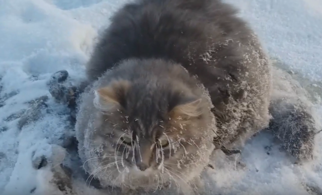 ������� ���� �������� �����, ���������� ������� � �����