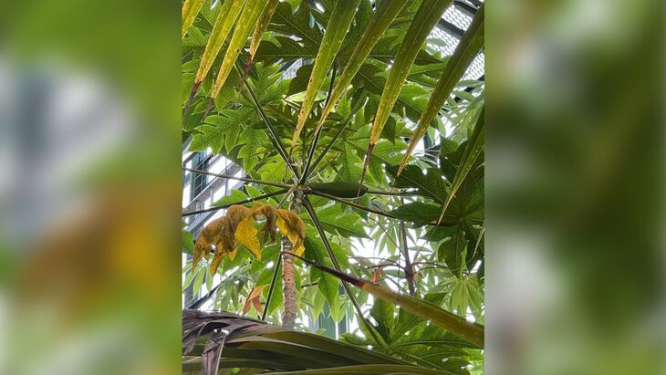 ������ ������ ����������� � "����������� �������"