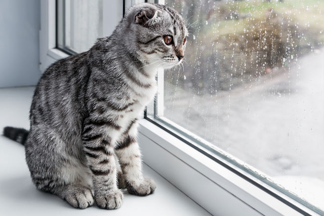 �� ���-������� ������ ������ ����