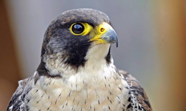 � ������ ������ ��������� �� ������� ������� ������-�������