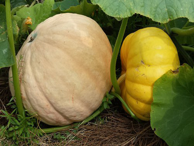 � ��� ����������� ������������ ������ ������� ������������ � ��������� ����� ���� �������� 