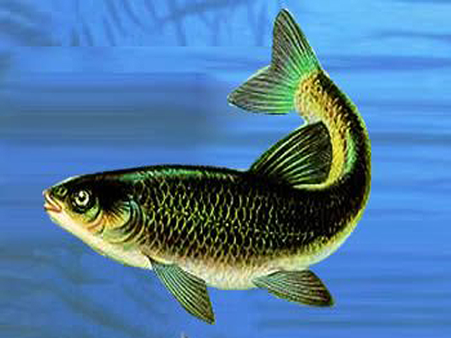 � ����������� ������� ����������� ��������� � ������ ����