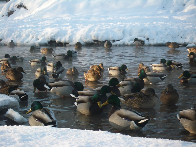 � ������ ��������� ����