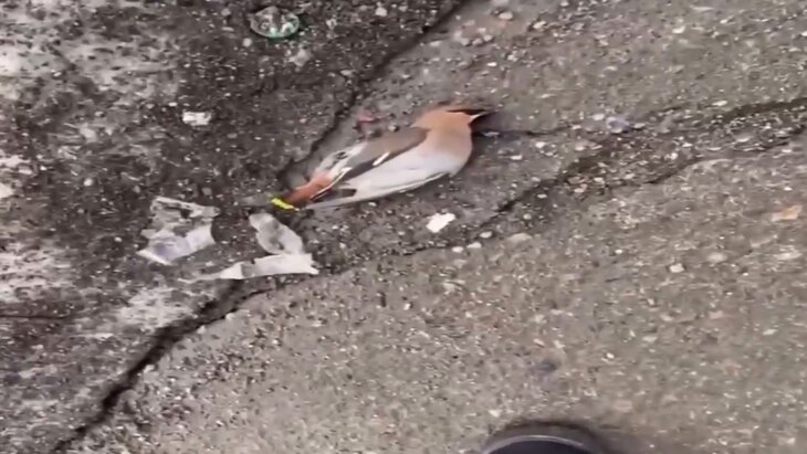 ������� ��������� ��������� � ������ ���������� ������� �����������