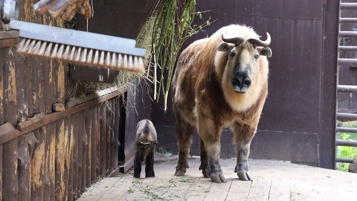 ��� �������� ������������ ������ �������� � ���������� ��������