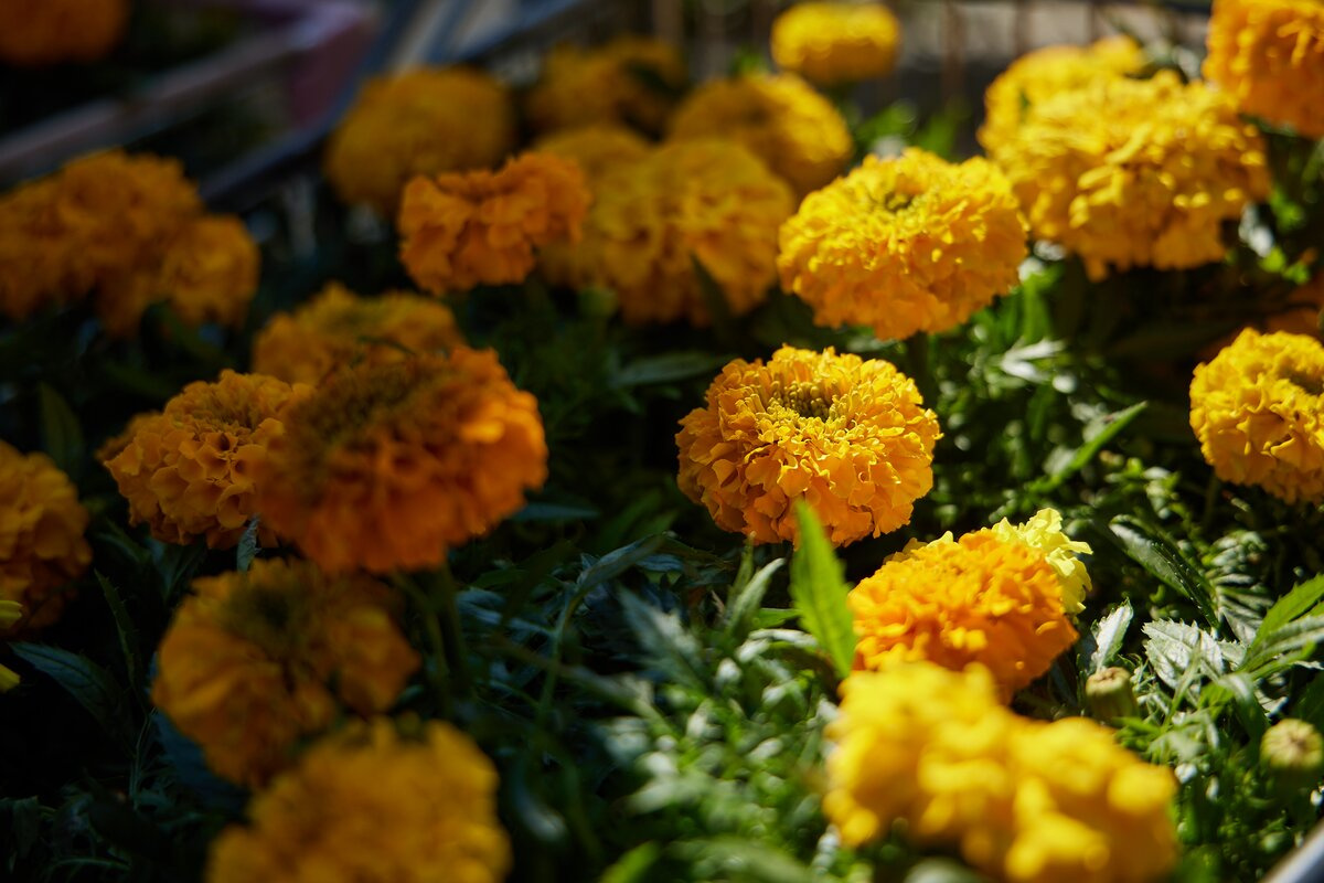 ����� 2 ��� ������ ������� �� ���-������� �������