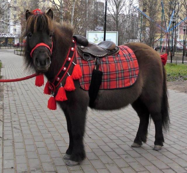 �������� ������� ���������� ����