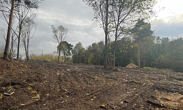 В Мосприроде объяснили вырубку деревьев в Кузьминском парке