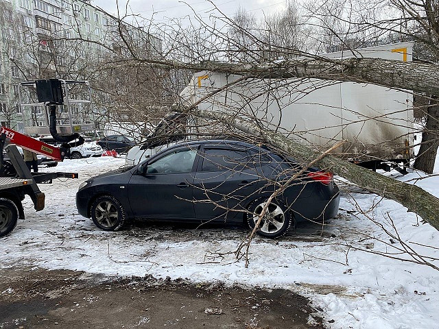 Дерево упало на автомобиль на Новочеркасском бульваре