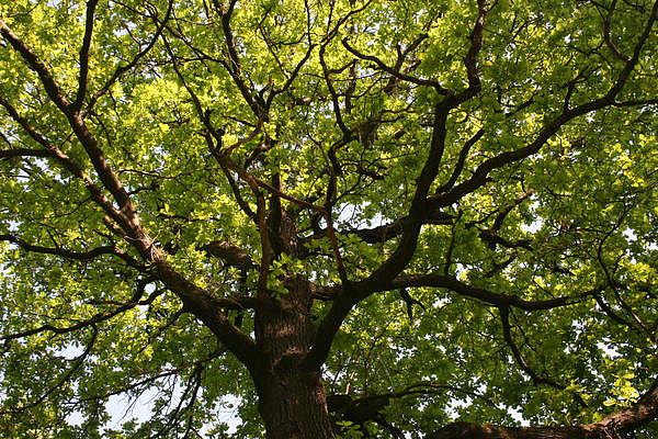 В парке «Кузьминки-Люблино» растёт порядка 2500 деревьев-старожилов старше 100 лет