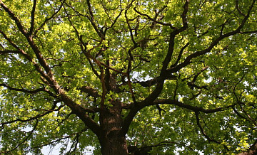 В парке «Кузьминки-Люблино» растёт порядка 2500 деревьев-старожилов старше 100 лет