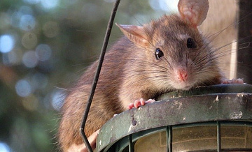 Парк «Кузьминки-Люблино» приглашает на праздник в честь Всемирного дня крысы 6 апреля
