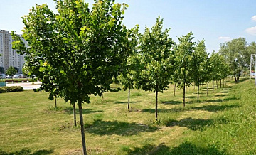 Более 200 деревьев и около 3 тыс. кустарников высадят в Выхино-Жулебино в 2020 году